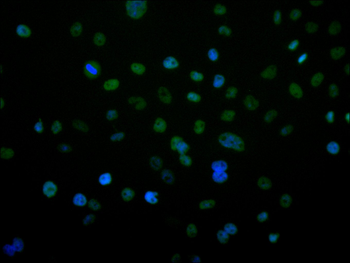 MCM7 Antibody