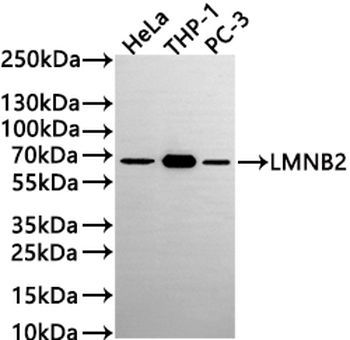 LMNB2 Antibody