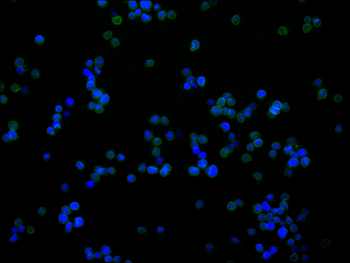 LMNB2 Antibody