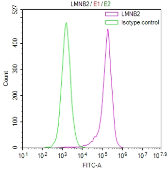 LMNB2 Antibody
