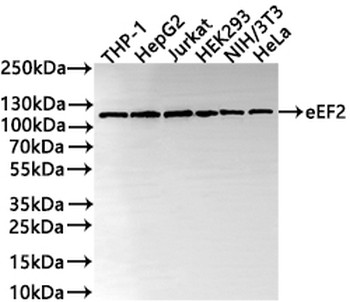 EEF2 Antibody