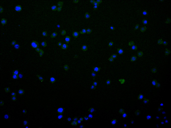 EEF2 Antibody