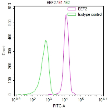 EEF2 Antibody
