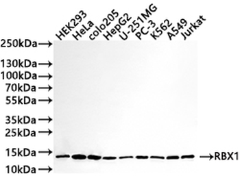 RBX1 Antibody