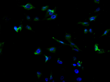 RBX1 Antibody