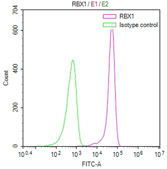 RBX1 Antibody