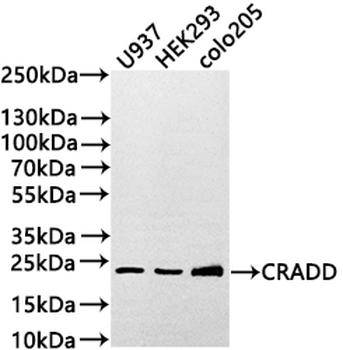 CRADD Antibody