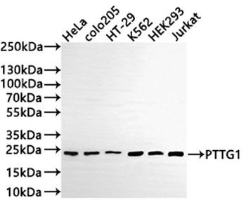 PTTG1 Antibody
