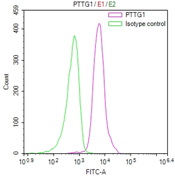 PTTG1 Antibody