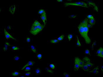 TFF1 Antibody