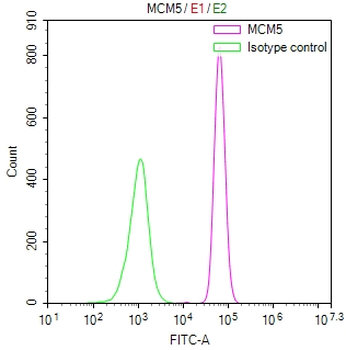 MCM5 Antibody