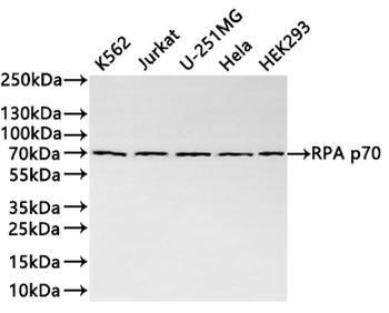 RPA1 Antibody