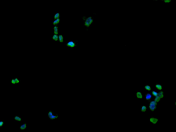 RPA1 Antibody