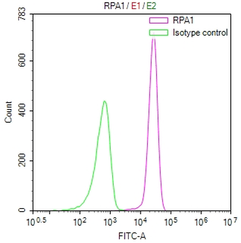 RPA1 Antibody