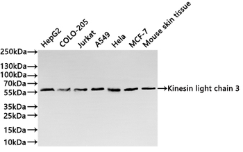KLC3 Antibody
