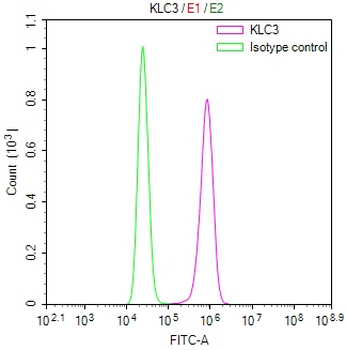 KLC3 Antibody