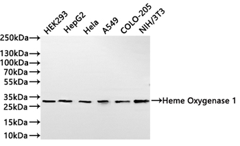 HMOX1 Antibody