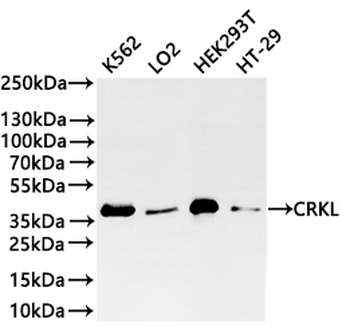 CRKL Antibody