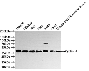 CCNH Antibody