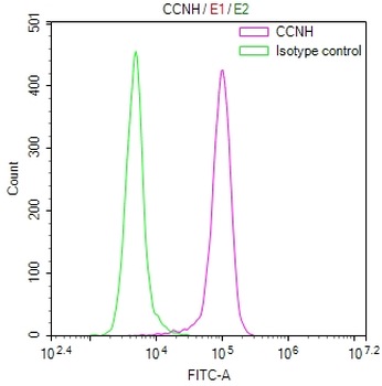 CCNH Antibody