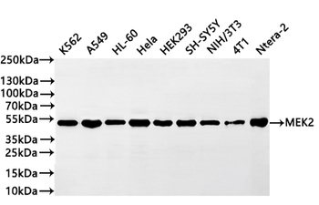 MAP2K2 Antibody