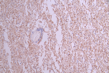 INA Antibody