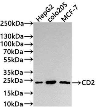 CD2 Antibody