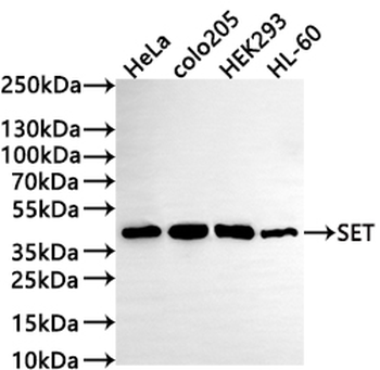 SET Antibody