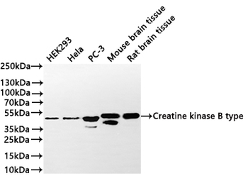 CKB Antibody