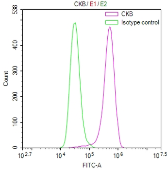 CKB Antibody