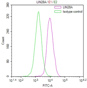 LIN28A Antibody
