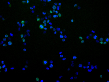 GATA1 Antibody