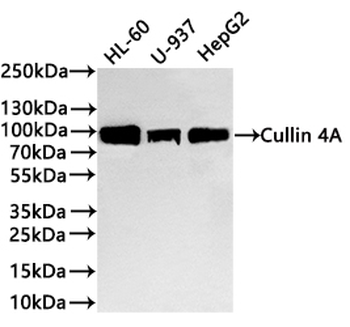 CUL4A Antibody
