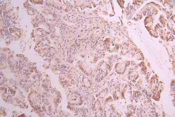 CUL4A Antibody