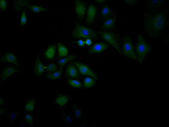 CUL4A Antibody