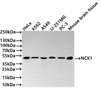 NCK1 Antibody