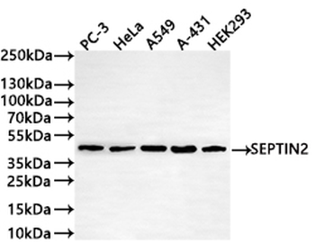 SEPTIN2 Antibody