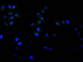 MSI1 Antibody