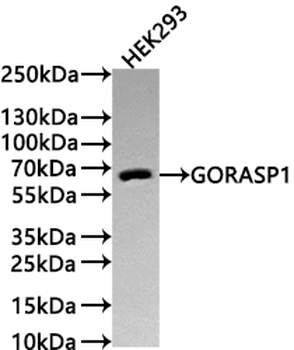 GORASP1 Antibody