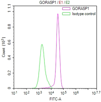 GORASP1 Antibody