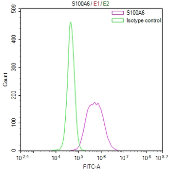 S100A6 Antibody
