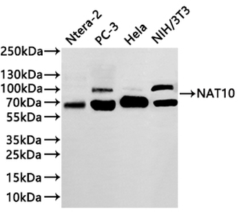 RANGAP1 Antibody