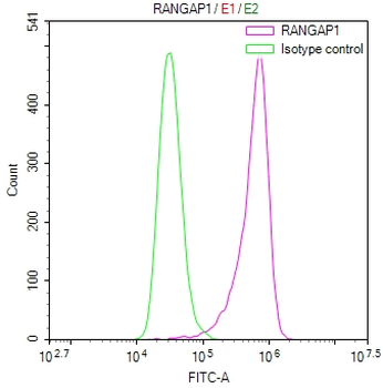 RANGAP1 Antibody