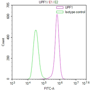 UPF1 Antibody
