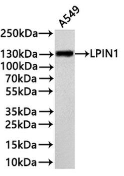 LPIN1 Antibody
