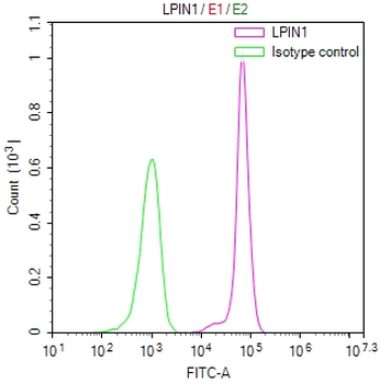 LPIN1 Antibody