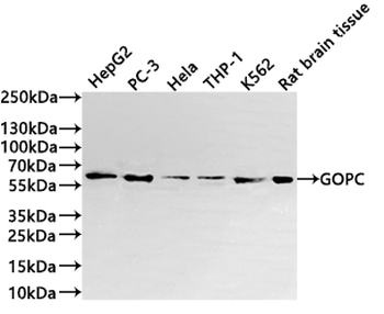 GOPC Antibody