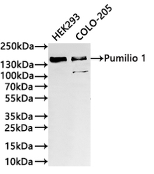 PUM1 Antibody