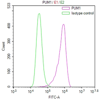 PUM1 Antibody