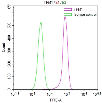 TPM1 Antibody